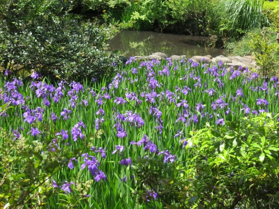 燕子花庭園