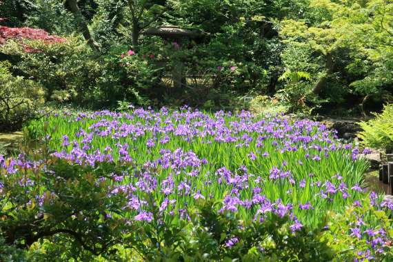 燕子花