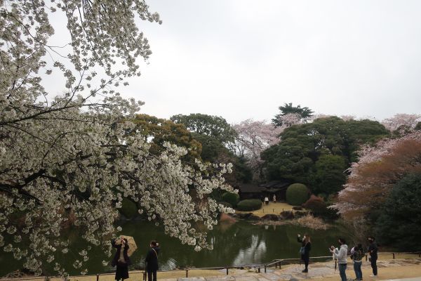 庭園の桜