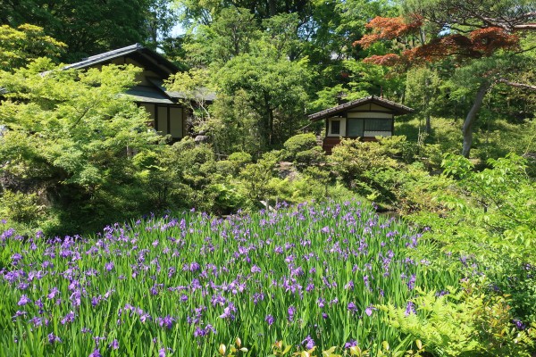 庭園で満開の燕子花