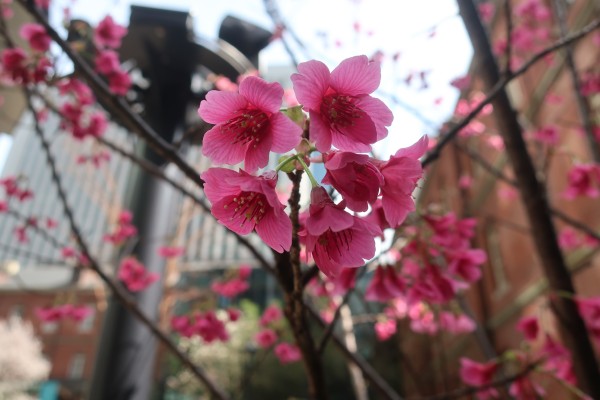 中庭の桜