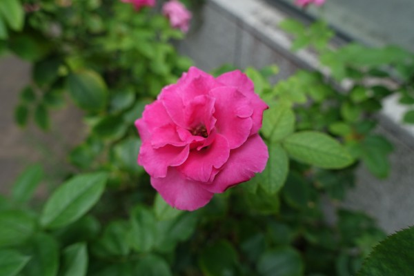 前庭のバラ