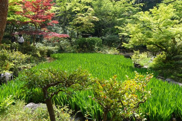 庭園のカキツバタ