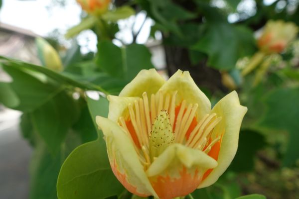 ユリノキの花