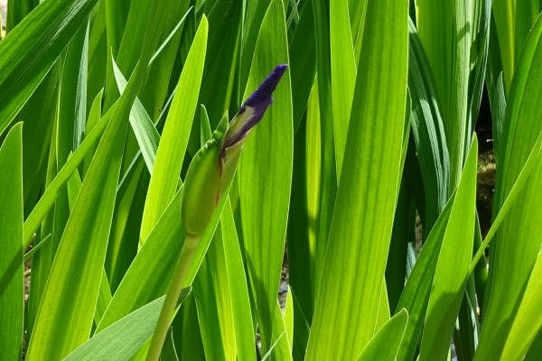 カキツバタのつぼみ