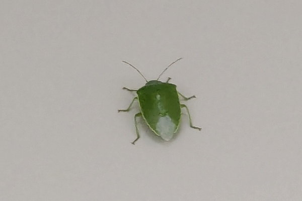 ツヤアオカメムシ