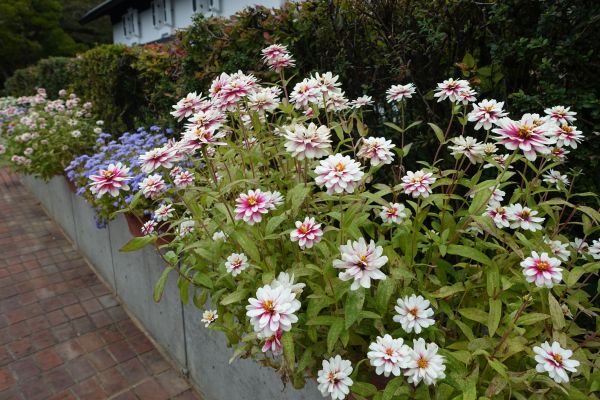 萬鐵五郎美術館寄せ植え