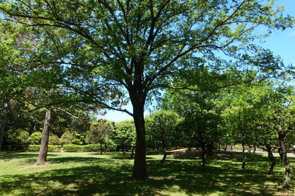 府中の森公園